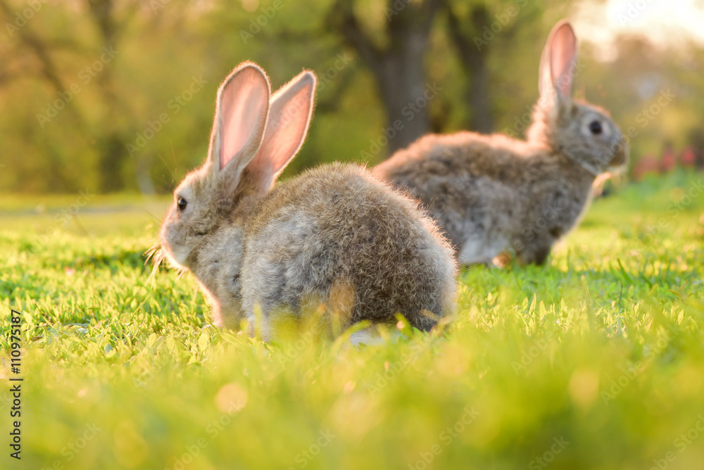Fototapeta premium two gray rabbits on a green sunshine lawn.