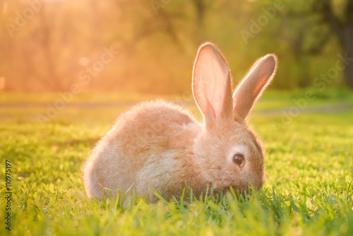 Cute baby rabbit on a green lawn sushine.