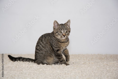 Fototapeta Naklejka Na Ścianę i Meble -  A young cat sits and looks curious