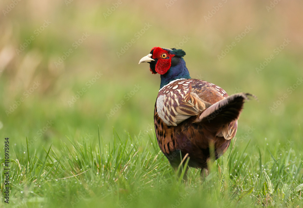 Ringneck Pheasant (Phasianus colchicus) Ringneck Pheasant (Phasianus colchicus)