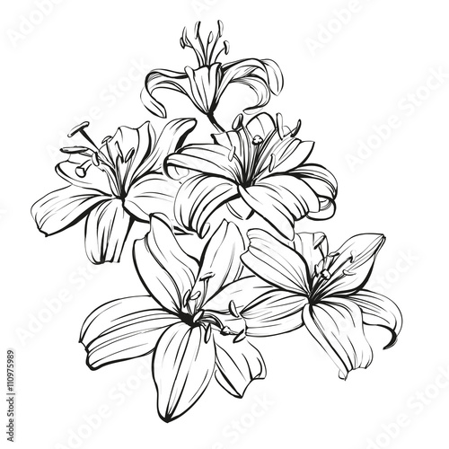 Fototapeta Naklejka Na Ścianę i Meble -  floral blooming lilies hand drawn vector illustration  sketch
