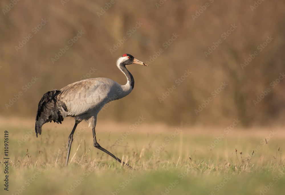 Naklejka premium Common crane (Grus grus)