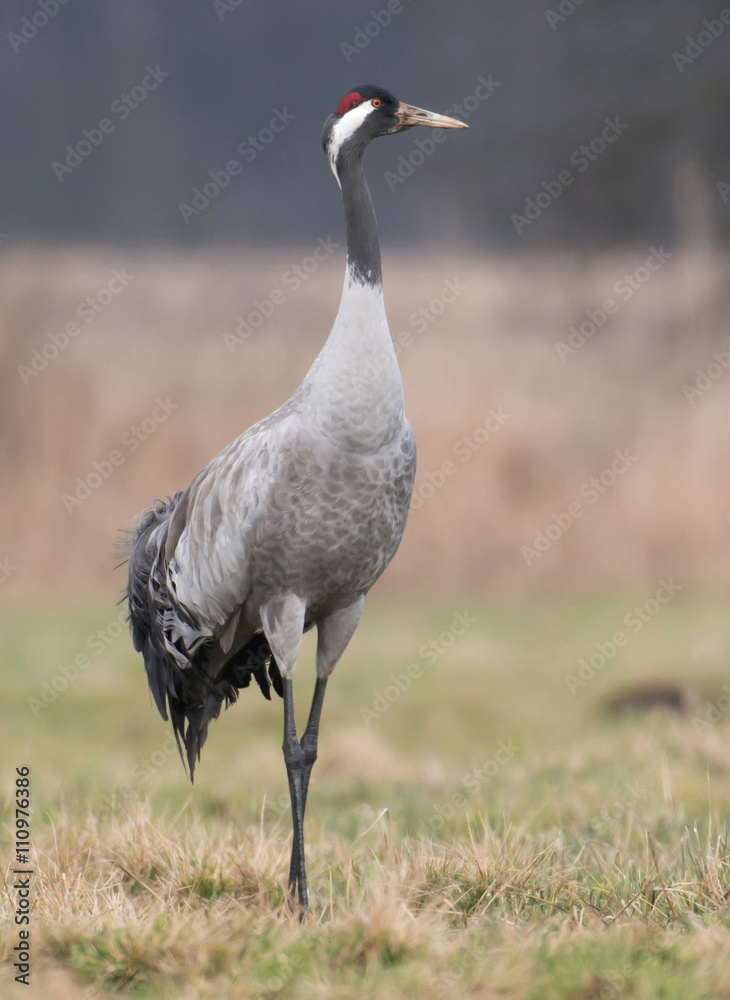 Obraz premium Common crane (Grus grus)