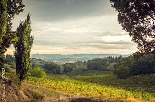 Fields in Tuscany photo