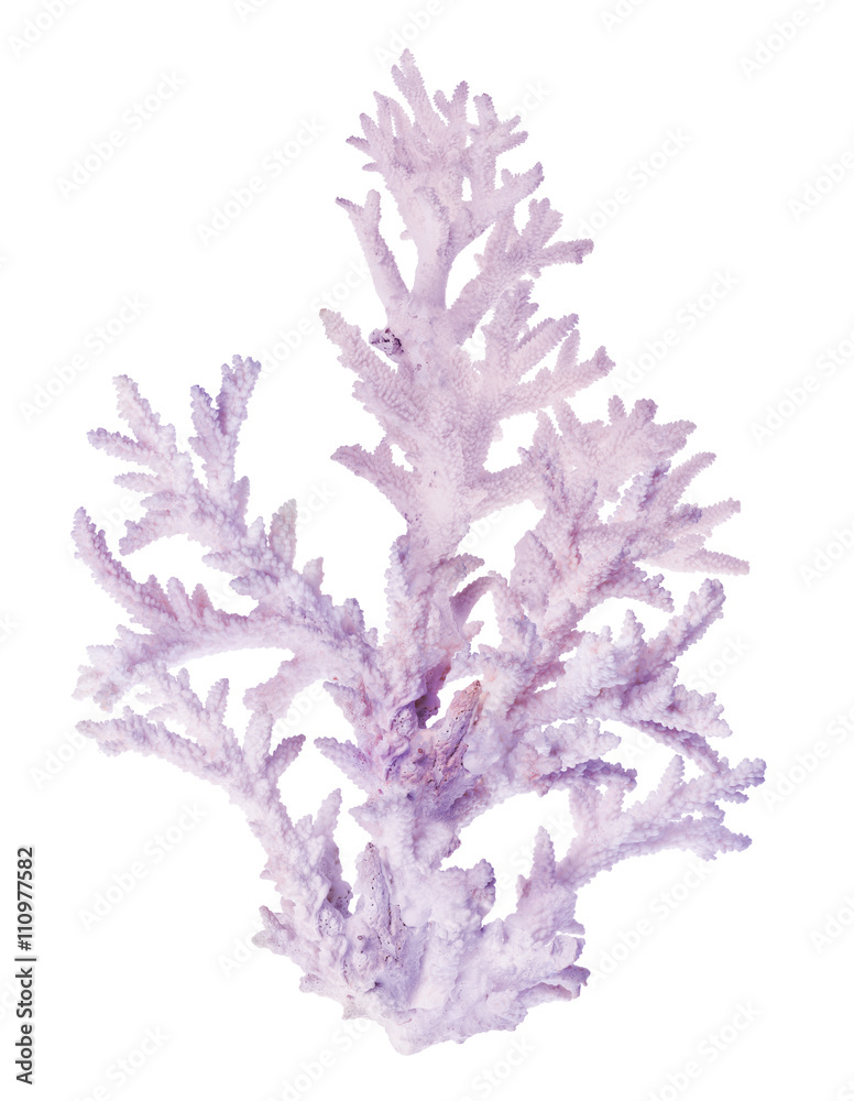 Obraz premium duża lekka gałąź koralowca bzu na białym tle