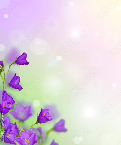 composition with group of lilac bellflowers