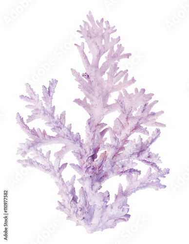 large light lilac coral branch isolated on white