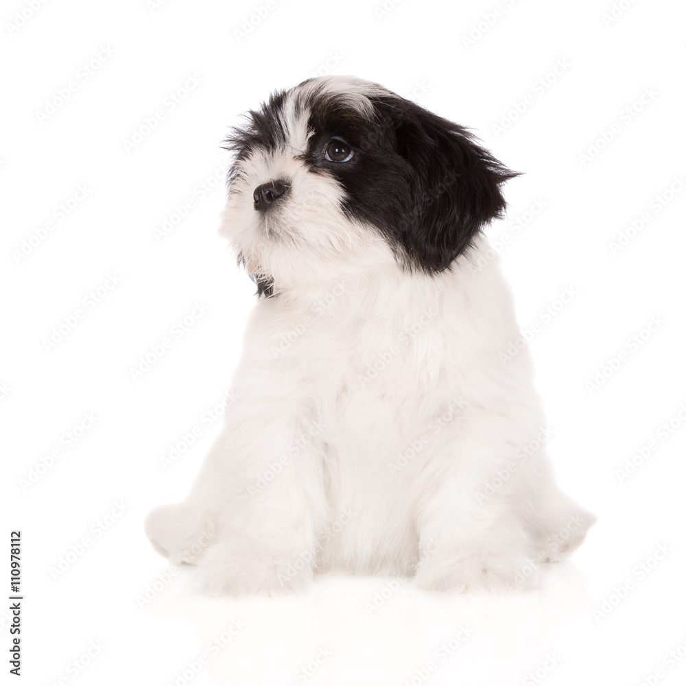 white and black lhasa apso puppy sitting