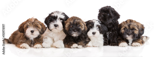 group of lhasa apso puppies on white photo