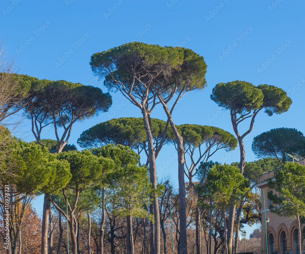 Fototapeta premium Bäume in Rom mit blauem Himmel