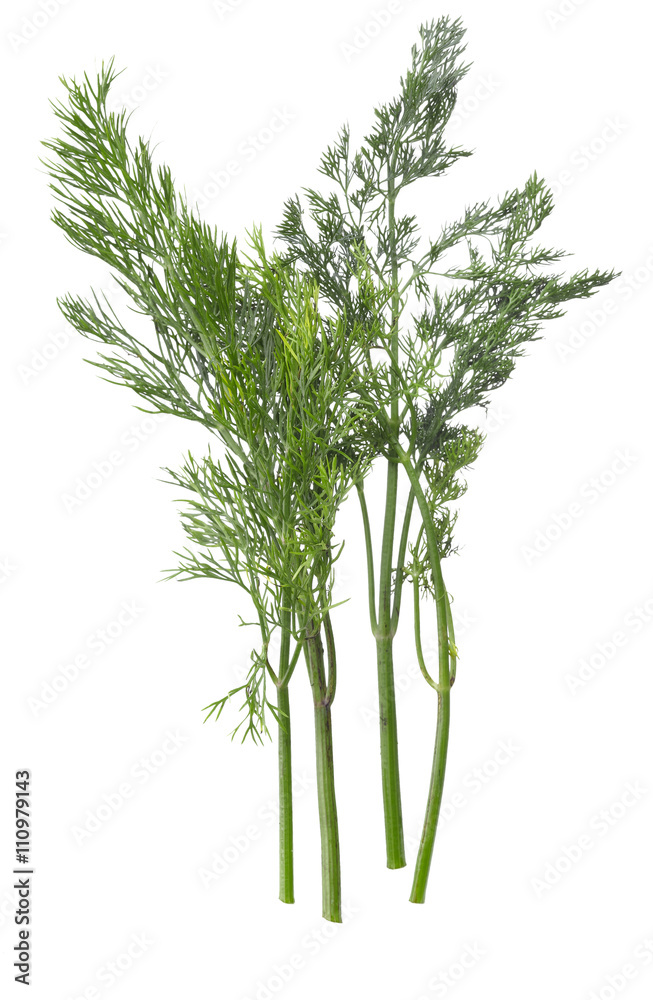 Obraz premium Dill
