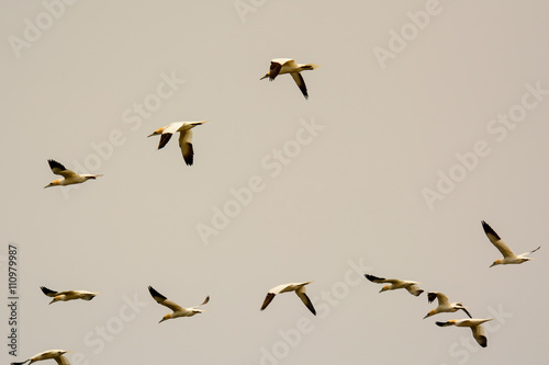 Group of Northern Gannets in flight