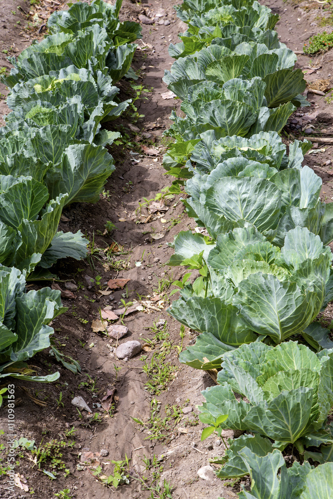 Naklejka premium cabbage crop field