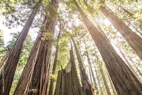 Muir Woods, California, USA photo