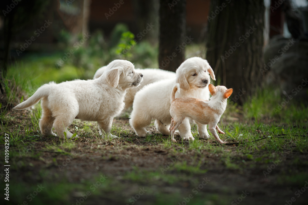 Little puppys Golden retriever Little puppys Golden retriever