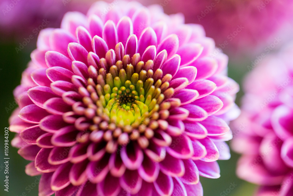 close up of beautiful pink chrysanthemum flowers close up of beautiful pink chrysanthemum flowers