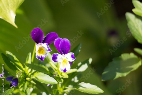 Pansy flowers in spring