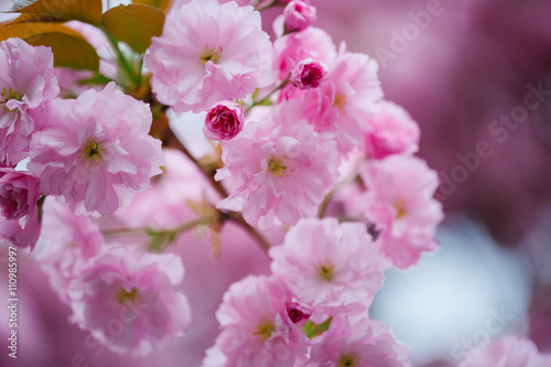 Pink blossoming flowers