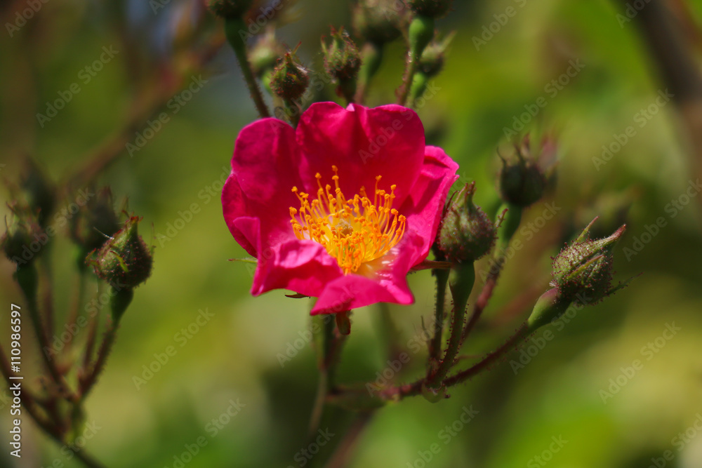 Close-up of bright pink flower with yellow middle Close-up of bright pink flower with yellow middle