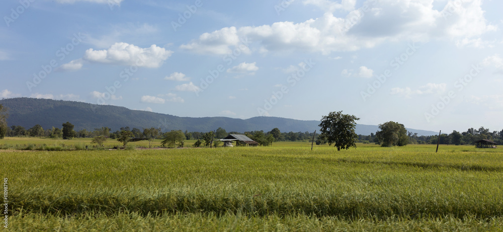 Rice cornfield