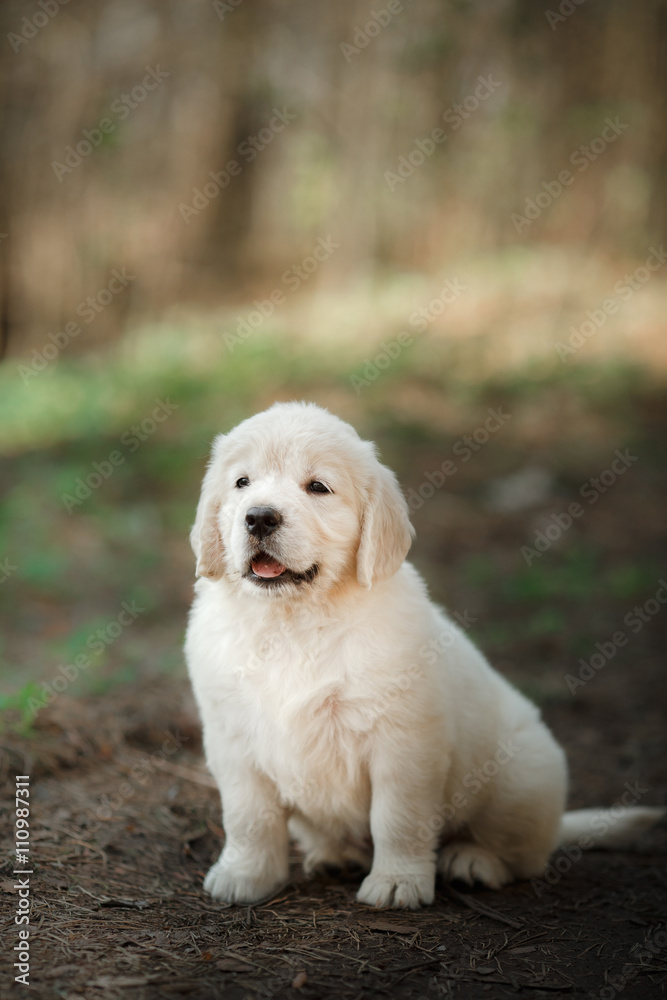 Little puppy Golden retriever