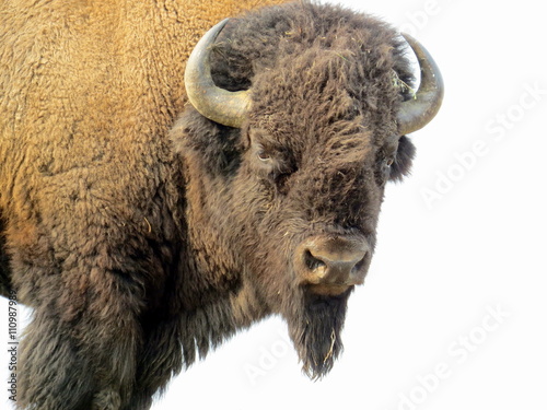 Bison looking at us in Yellowstone National Park