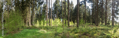 Fototapeta Naklejka Na Ścianę i Meble -  german forest high definition panorama