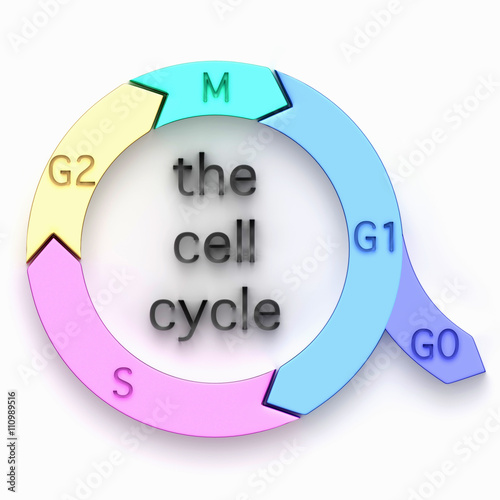  Illustration of the biological cell cycle
