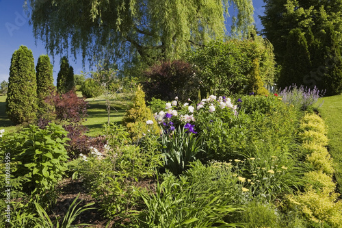 Garden border with (spiraea japonica) gold flame, pink (paeonia) peony, yellow (achillea millefolium) yarrow flowers  and (salix alba pendula) weeping willow tree in spring season photo