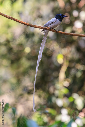 asian paradise flycatcher perching on a branch photo