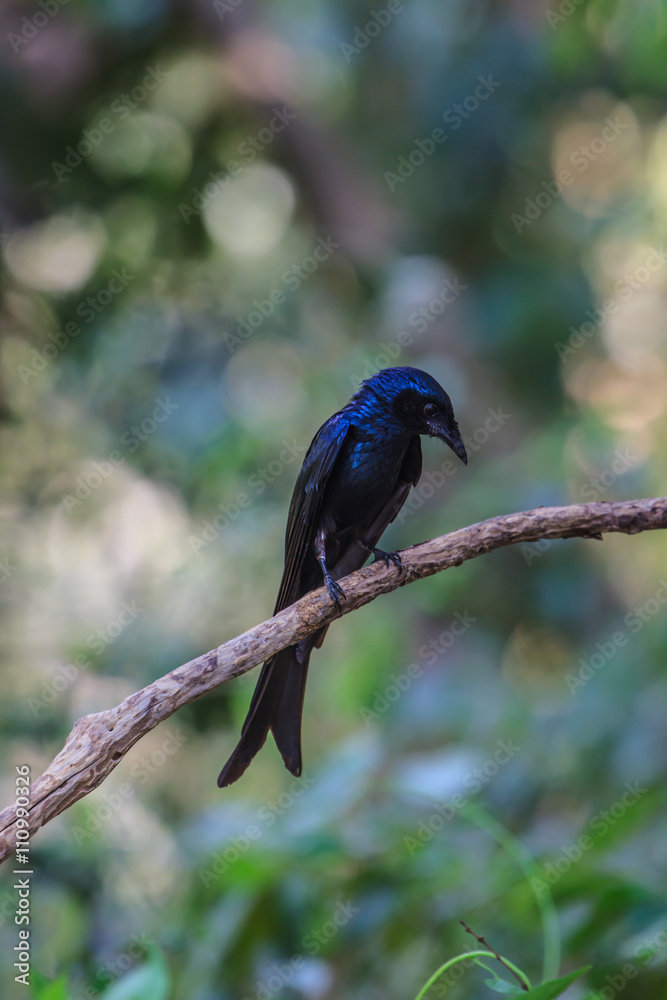 Fototapeta premium Black drongo beautiful bird in forest