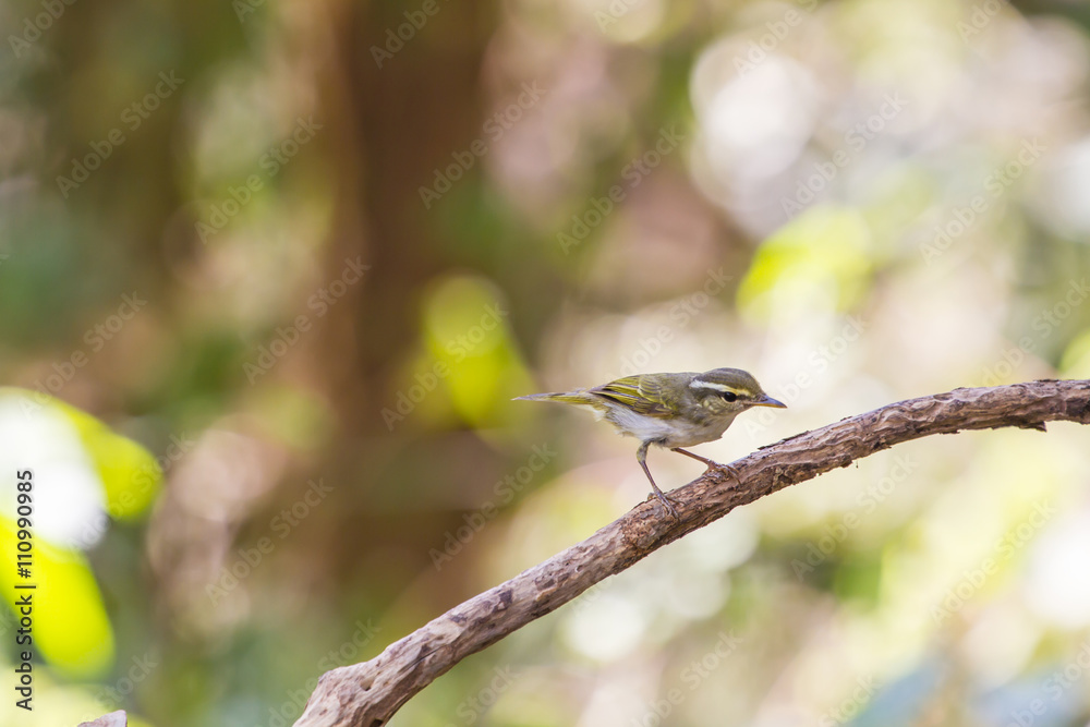 Yellow-browed Warbler on the branch in nature Yellow-browed Warbler on the branch in nature