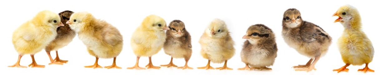 Fotobehang Kip Schattige kuikens samen op rij  © Vera Kuttelvaserova