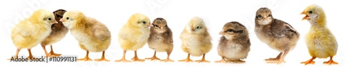 Fotografie, Obraz cute chickens