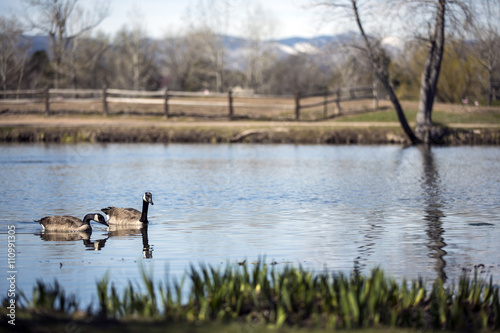 Canada geese in the pond with Rocky Mountain background
