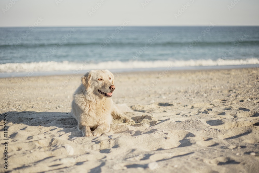 Labrador retriever dog resting over the sand at evening
Labrador retriever dog resting over the sand at evening