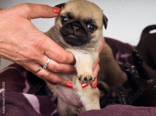 Pug puppies portrait