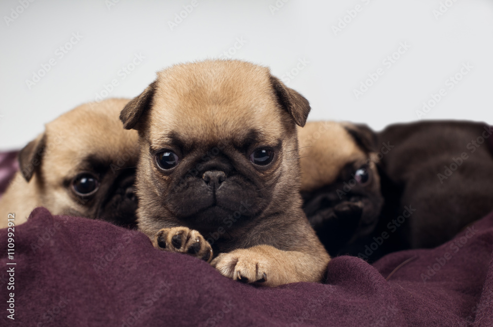 Pug puppies portrait