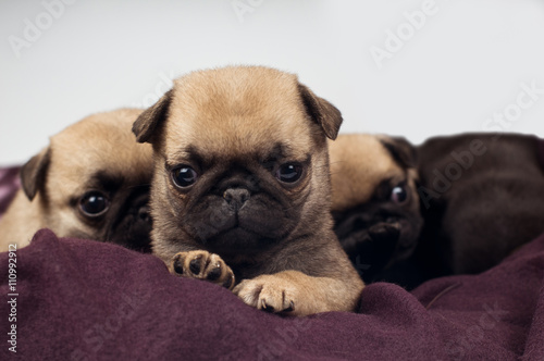 Pug puppies portrait © GrasePhoto