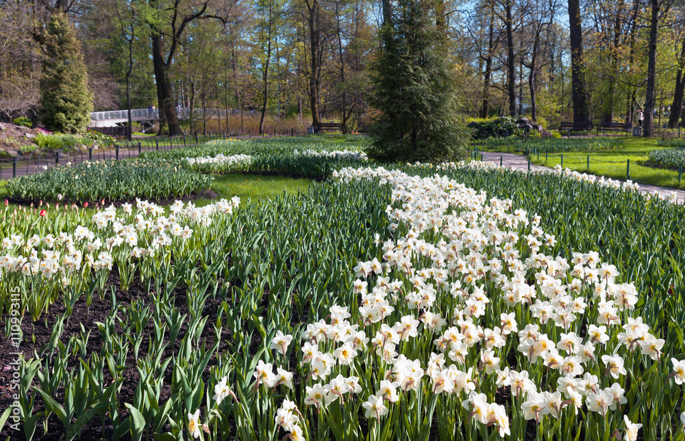 St. Petersburg in the spring. Yelagin Island. Blooming daffodils in a city park