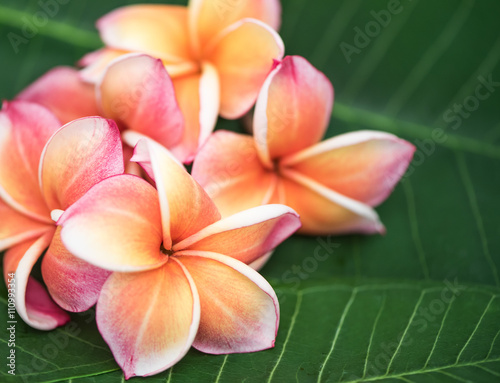 Fototapeta Naklejka Na Ścianę i Meble -  Plumeria flowers in natural light