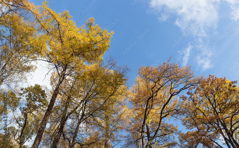 autumn trees with yellow leaves