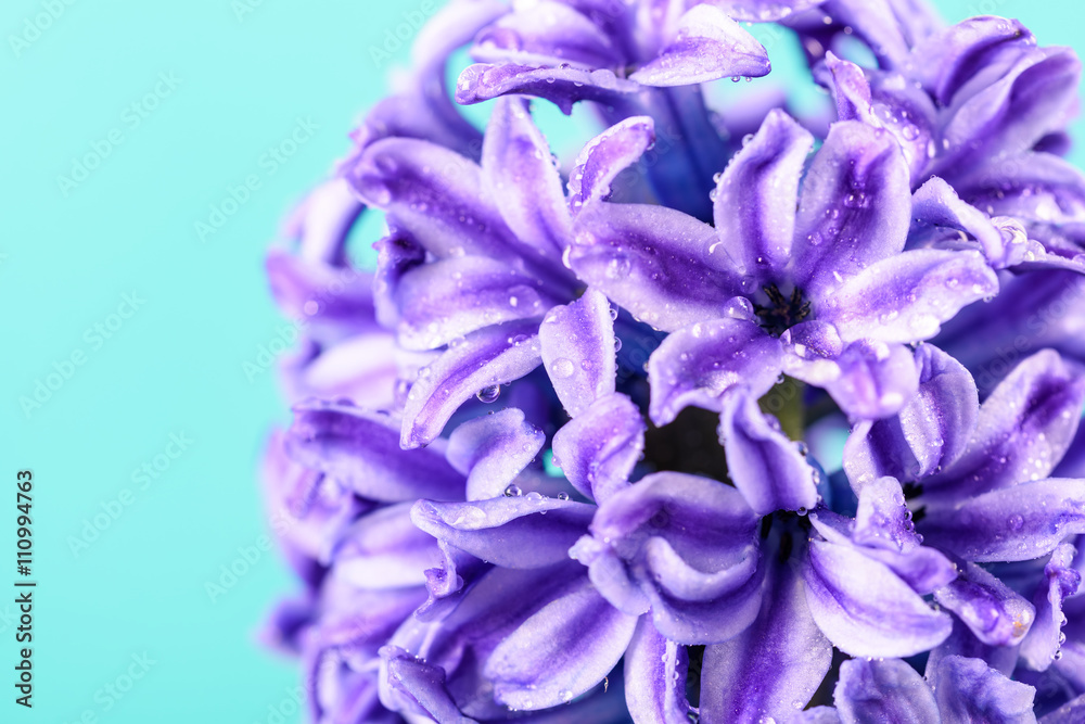Wet Common Dutch Garden Hyacinth (Hyacinthus Orientalis) With Water Droplets Wet Common Dutch Garden Hyacinth (Hyacinthus Orientalis) With Water Droplets