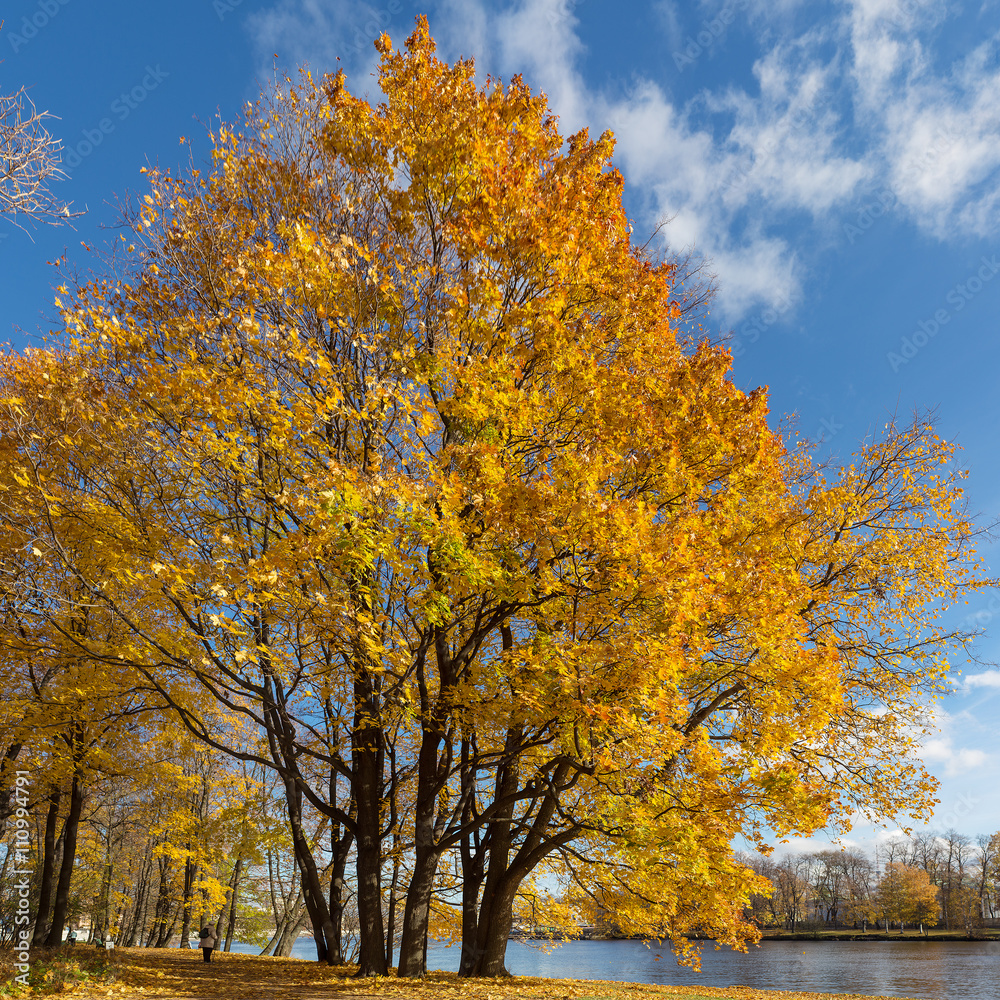 park with autumn maple