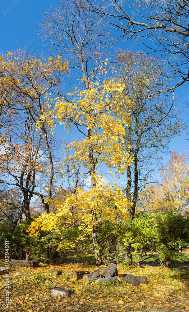 sunny autumn landscape