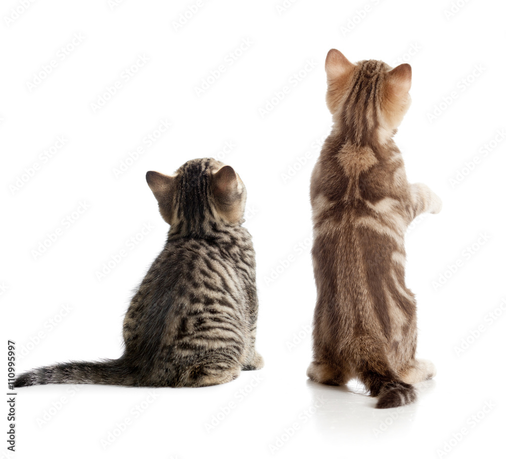 Obraz premium Cat back view. Two kittens sitting isolated on white.