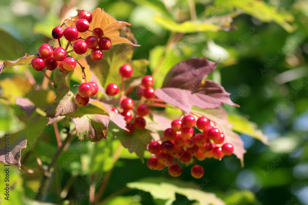 Obraz premium bunch of red berries on a bush