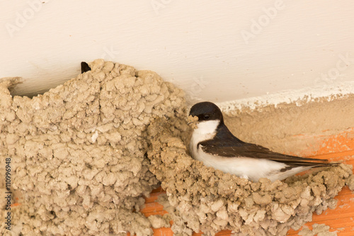 Small urban bird building its nest photo