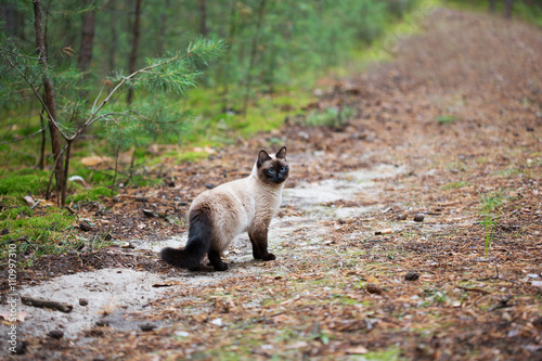 Siamese cat walking in the forest © zagursky
