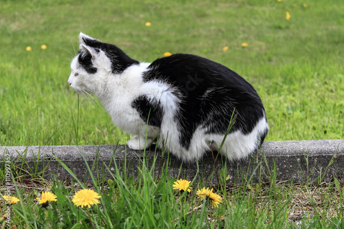 Katze